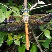 Anax immaculifrons