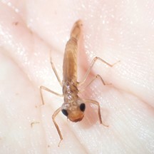 Agriomorpha fusca (Larva)