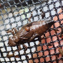 Burmagomphus vermicularis (Larva)