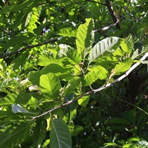 Ficus virens