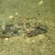 斑纹舌鰕虎鱼