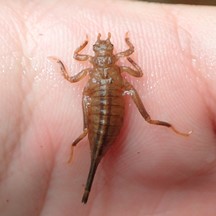 Labrogomphus torvus (Larva)