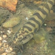橫紋南鰍