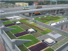 Green Roof in STSTW