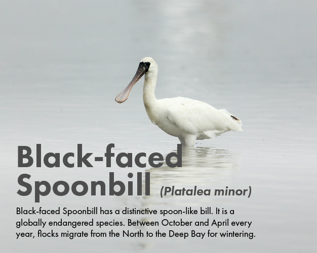 Black-faced Spoonbill
