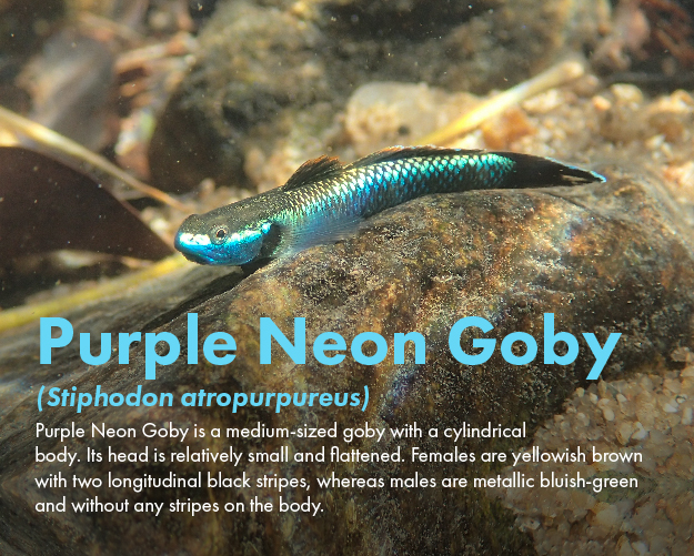 Purple Neon Goby