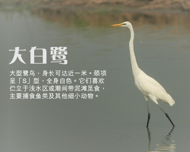 大白鹭