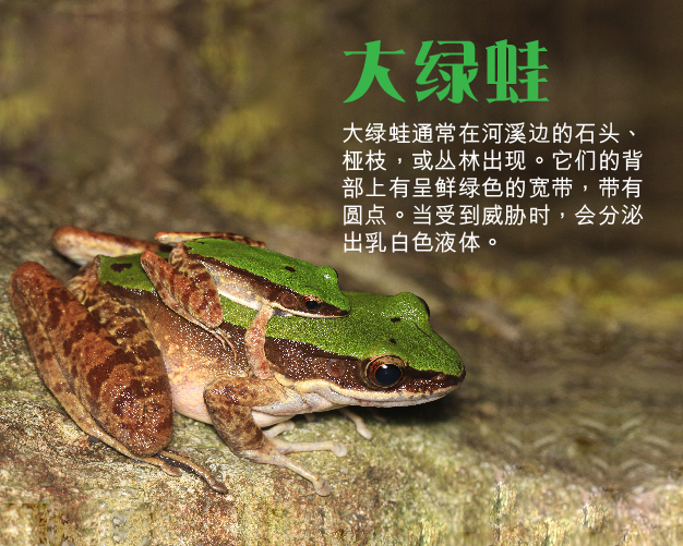大绿蛙