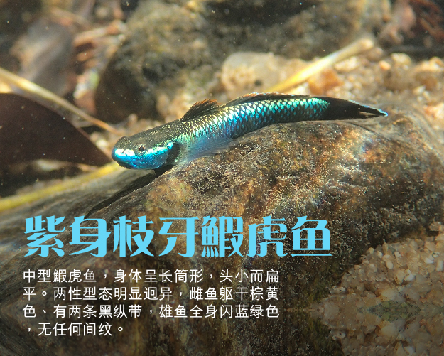 紫身枝牙鰕虎鱼