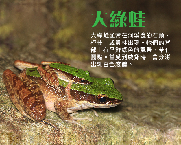 大綠蛙