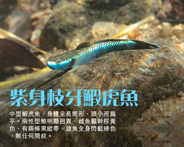 紫身枝牙鰕虎魚