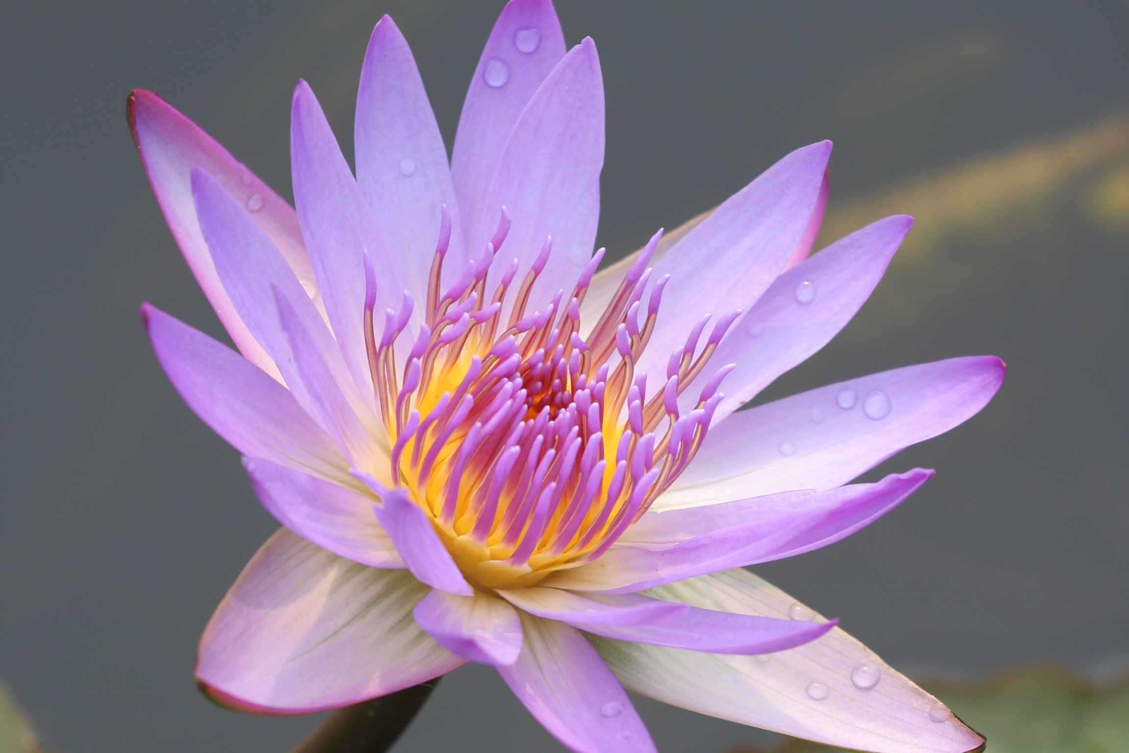 元朗排水繞道人工濕地