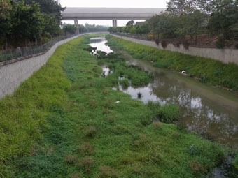 Plants Flourish in the Yuen Long Bypass Floodway