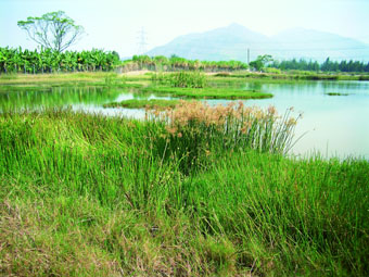 Overlook of the Engineered Wetland