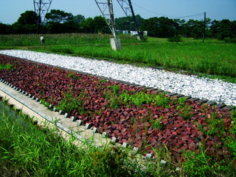 碎磚池和蠔殼池