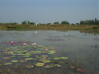 Water Lily Pond in the Engineered Wetland