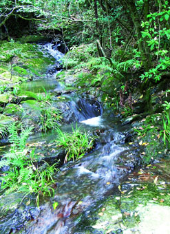 The Upstream mostly Comprises Steep, Shallow and Narrow Streams