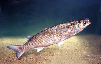 烏頭 (Mugil cephalus)