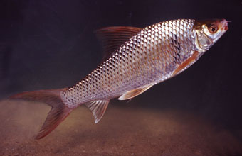 鯪 (Cirrhinus molitorella)