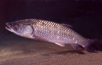 鯇 (Ctenopharyngodon idellus)