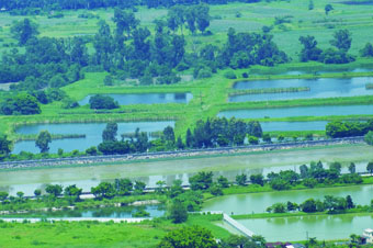 The New Channel of Kam Tin River is Constructed by Excavation of Fishponds