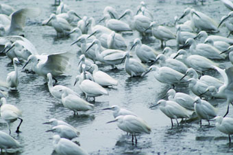 Flock of Egrets Foraging at a Fishpond