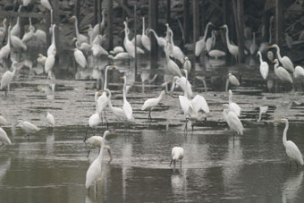 大群鷺鳥到魚塘覓食