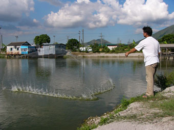 A Fisherman is Releasing a Fish Net to Catch Fish