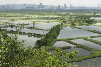 多個相鄰的魚塘