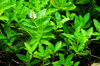 老鼠簕 (Acanthus Ilicifolius)