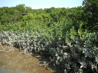 紅樹葉上的泥跡顯示漲潮時的水位