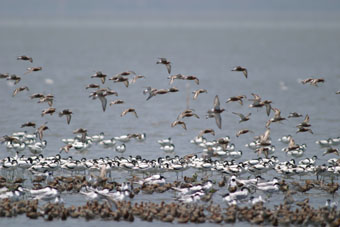 每年冬天会有成千上万的水鸟到访后海湾