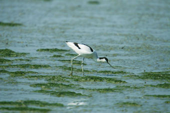 Pied Avocet, with its Distinctive Upturned Bill