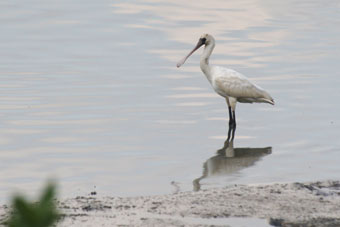 The Rare Bird Black-faced Spoonbill Feeds in Kam Tin River Channel