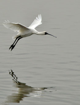 A Black-faced Spoonbill is Flying Elegantly