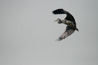 A Grey Heron Takes Flight
