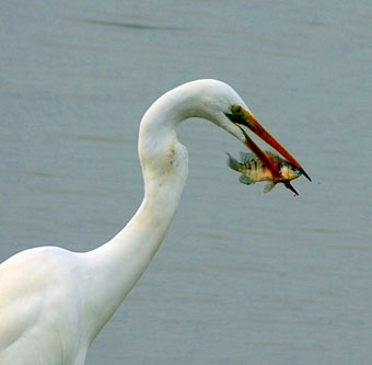 Great Egret the Great Fisherman