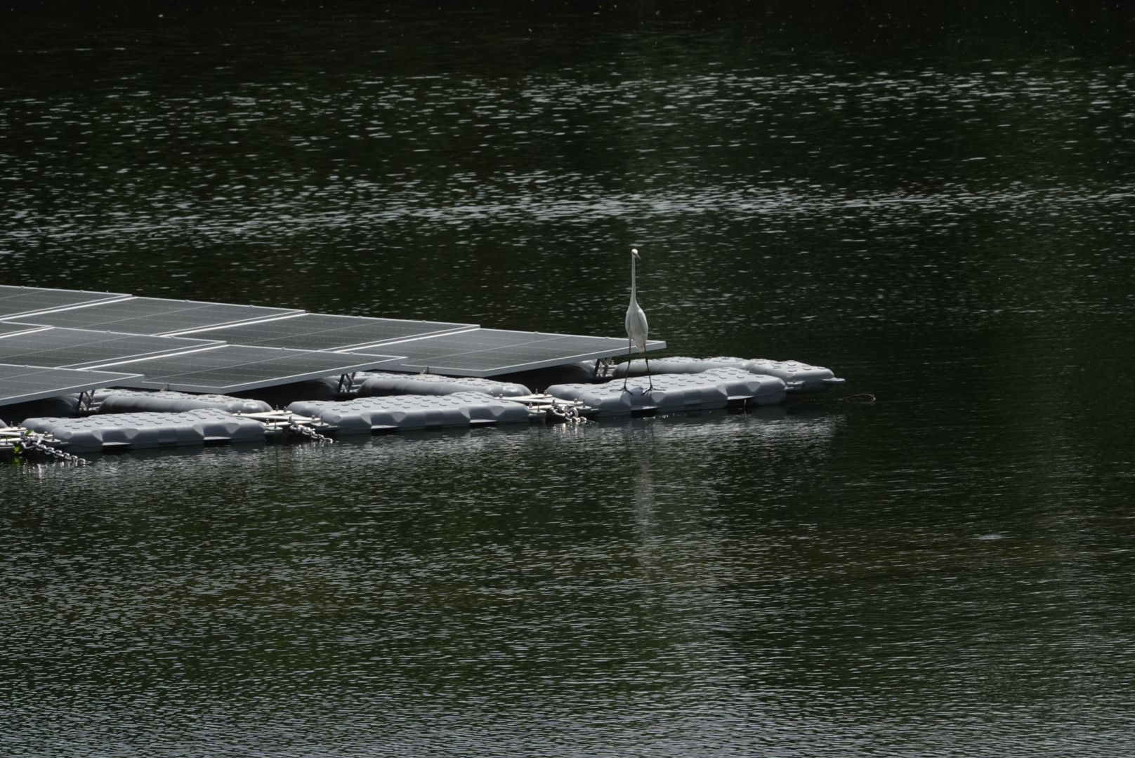雀鳥於新田蓄洪池浮式太陽能發電系統上歇息