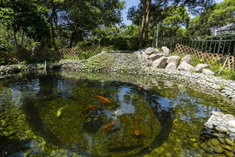 Ngong Ping Sewage Treatment Works Fish Pond