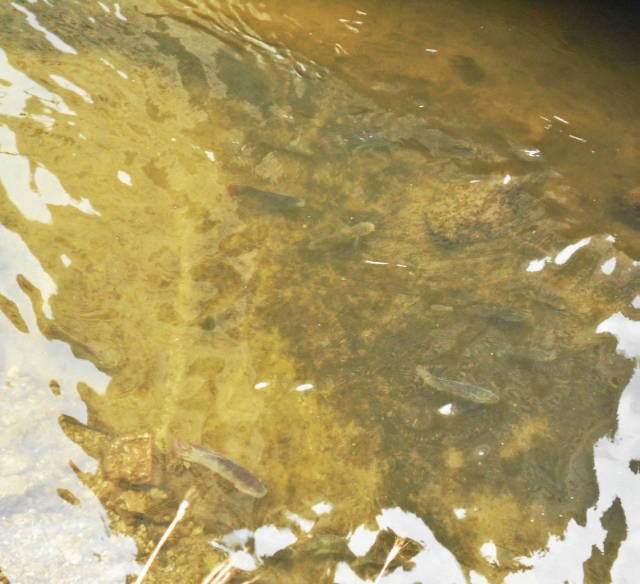 现时启德明渠内的污染已大大减轻，河道里也重现游鱼的踪迹。