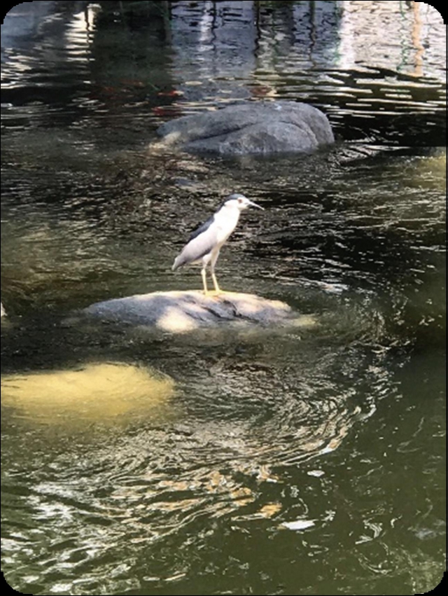 We found birds standing on the artificial rocks in the river.
