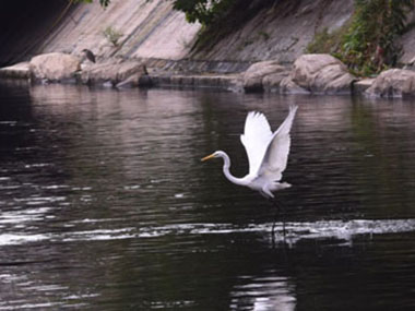 雀鸟于河中捕食