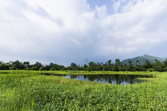 渠务署在元朗排水绕道下游旁开辟了面积达七公顷的人工湿地，促进生物多样性