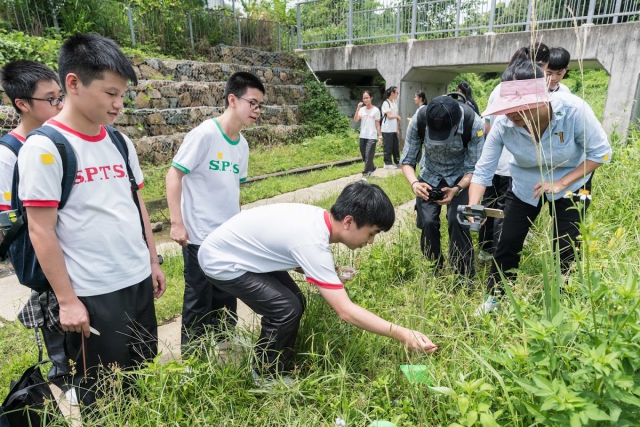 渠务署连同萤火虫保育基金会及香港神托会培敦中学学生到粉岭军地河，放流萤火虫幼虫。