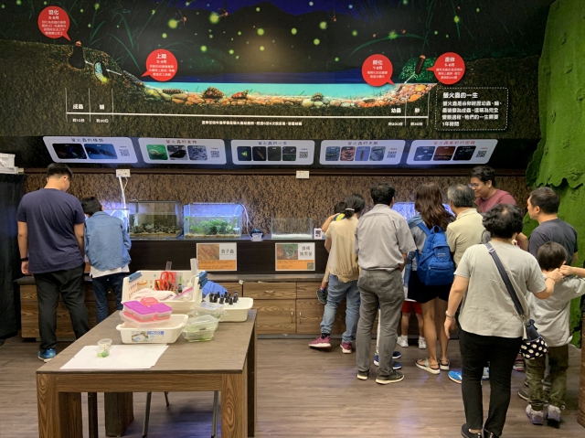 近距離觀察由學生照顧的螢火蟲幼蟲、成蟲，以及其他水棲昆蟲