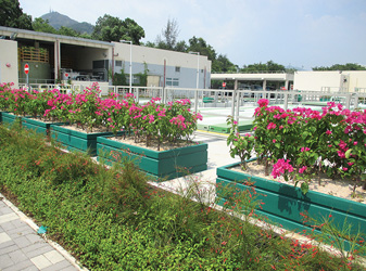 地面綠化