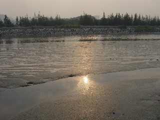 Birds find home at Kam Tin River and Shan Pui River