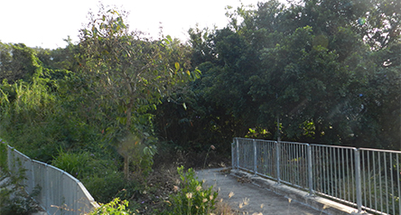 Ping Kong Stream