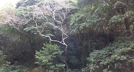 Pak Ngan Heung Stream