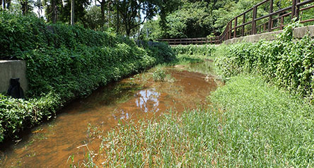 Ma Tso Lung Stream